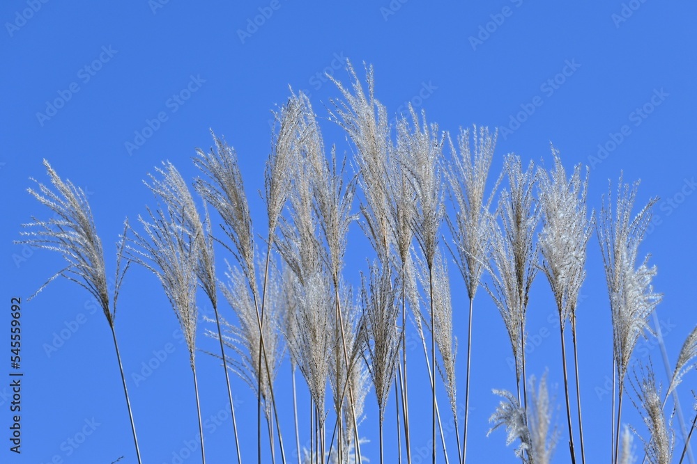 Japanese pampas grass in late autumn. Seasonal background material. Japanese pampas grass in late autumn. Seasonal background material.