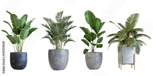 Wallpaper Mural plant in a vase isolated on white