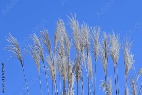 Japanese pampas grass in late autumn. Seasonal background material.