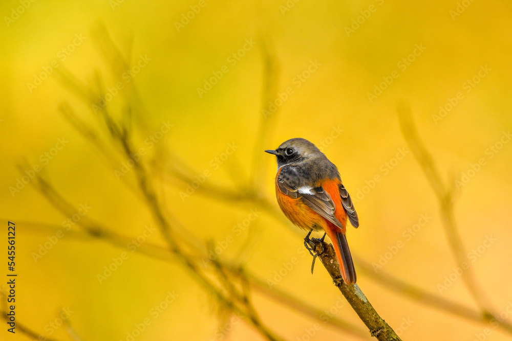 Fototapeta premium 枝にとまるジョウビタキのオス