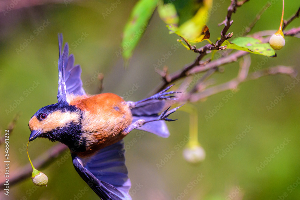 Obraz premium エゴの実をくわえて飛ぶヤマガラ