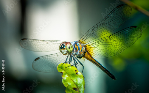 A dragonfly perched on green leaf and nature background  Selective focus  insect macro  Colorful insect in Thailand.