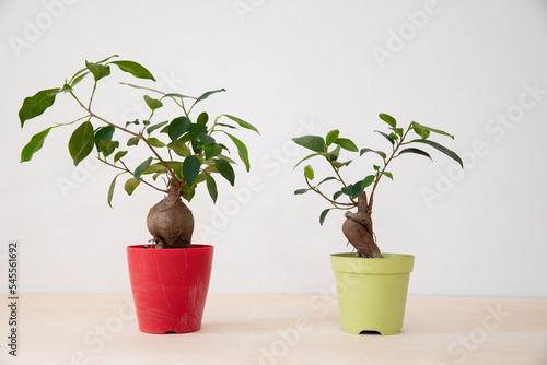 正面の鉢植え観葉植物のガジュマル