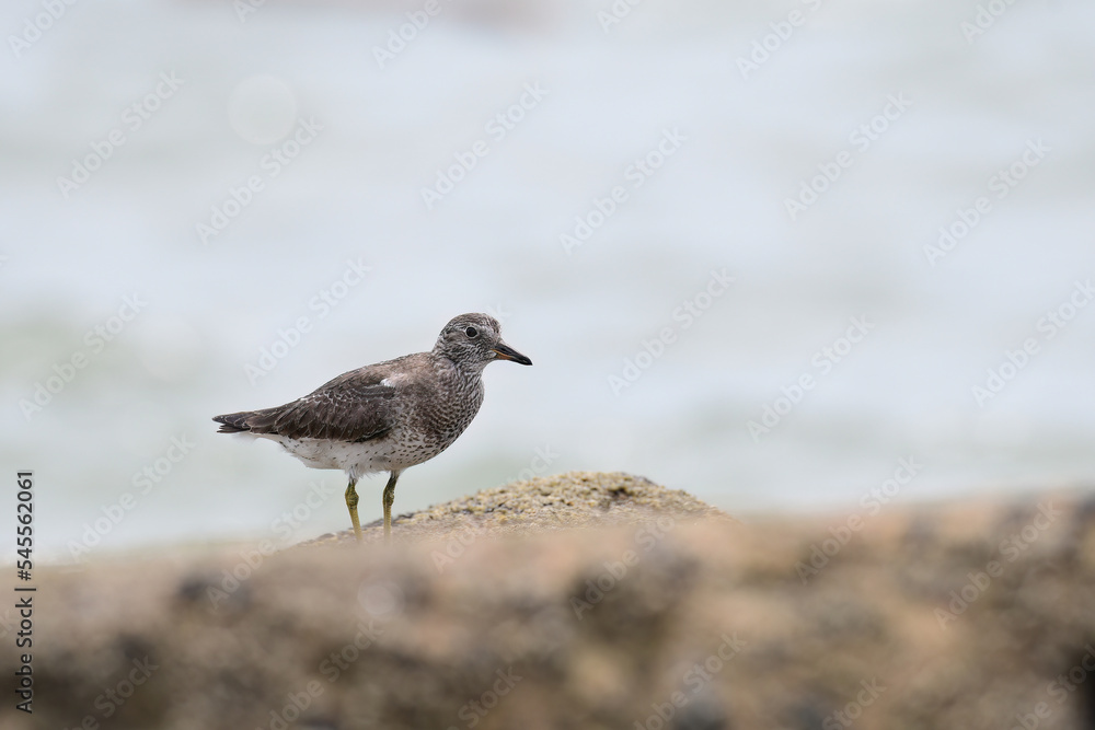 View of a rare Surfbird (Calidris virgata) View of a rare Surfbird (Calidris virgata)