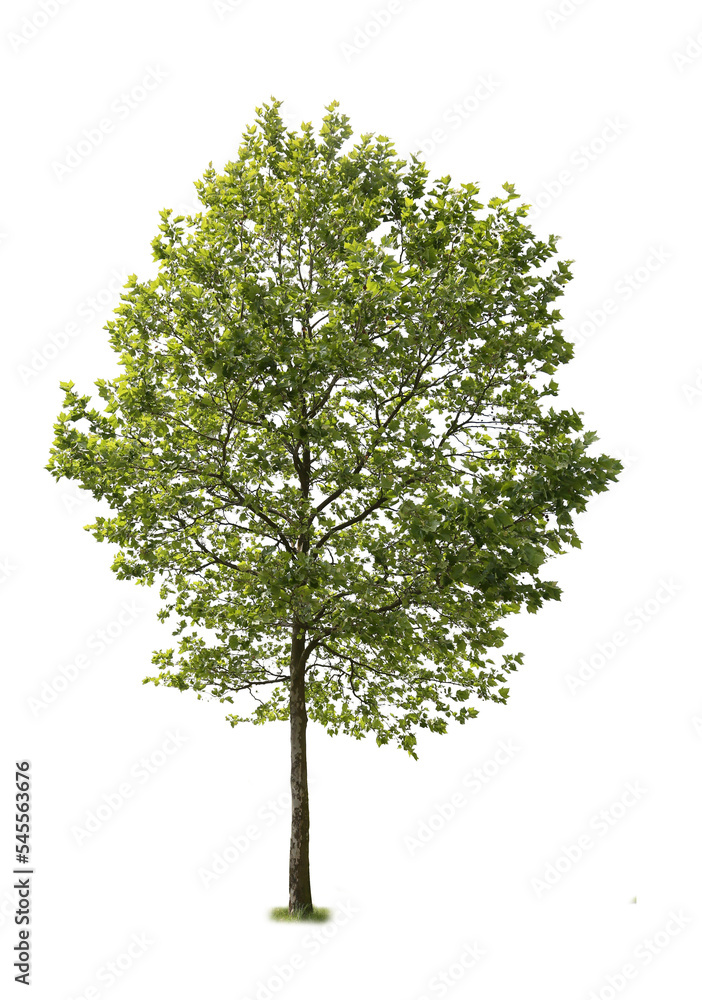 Obraz premium tree isolated on white background. single tree isolated on white background.