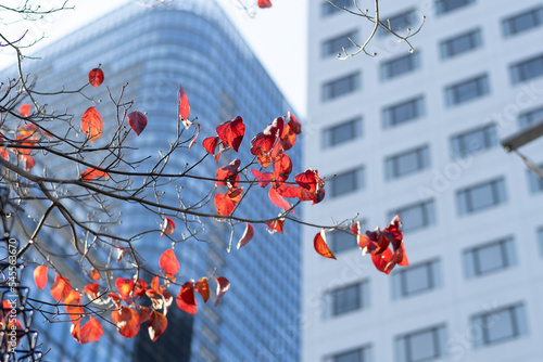 紅葉と街中の秋空