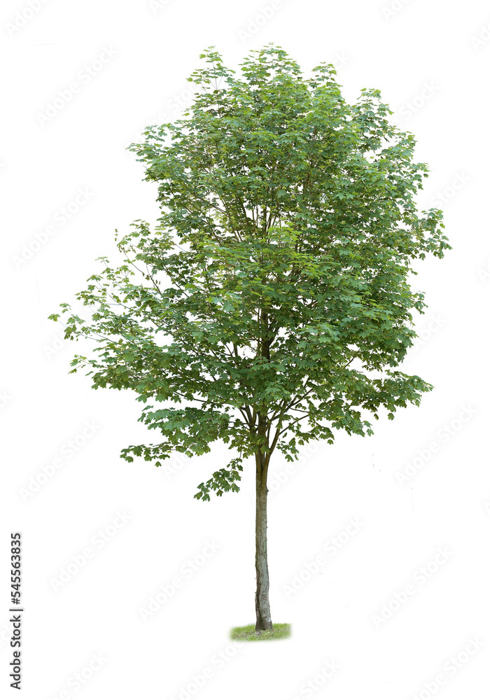 Obraz premium tree isolated on white background. single tree isolated on white background.