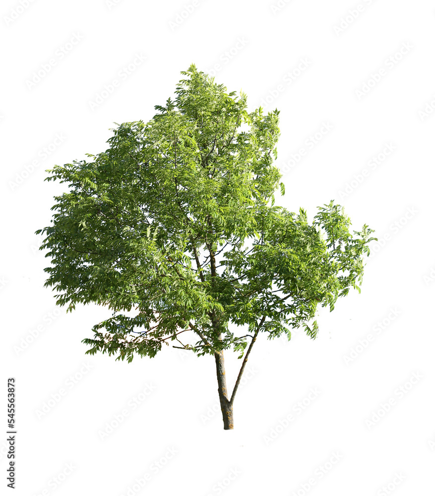 tree isolated on white background. single tree isolated on white ...