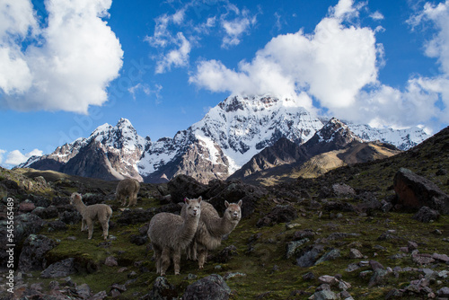 Curious llamas on the Ausangate Trek