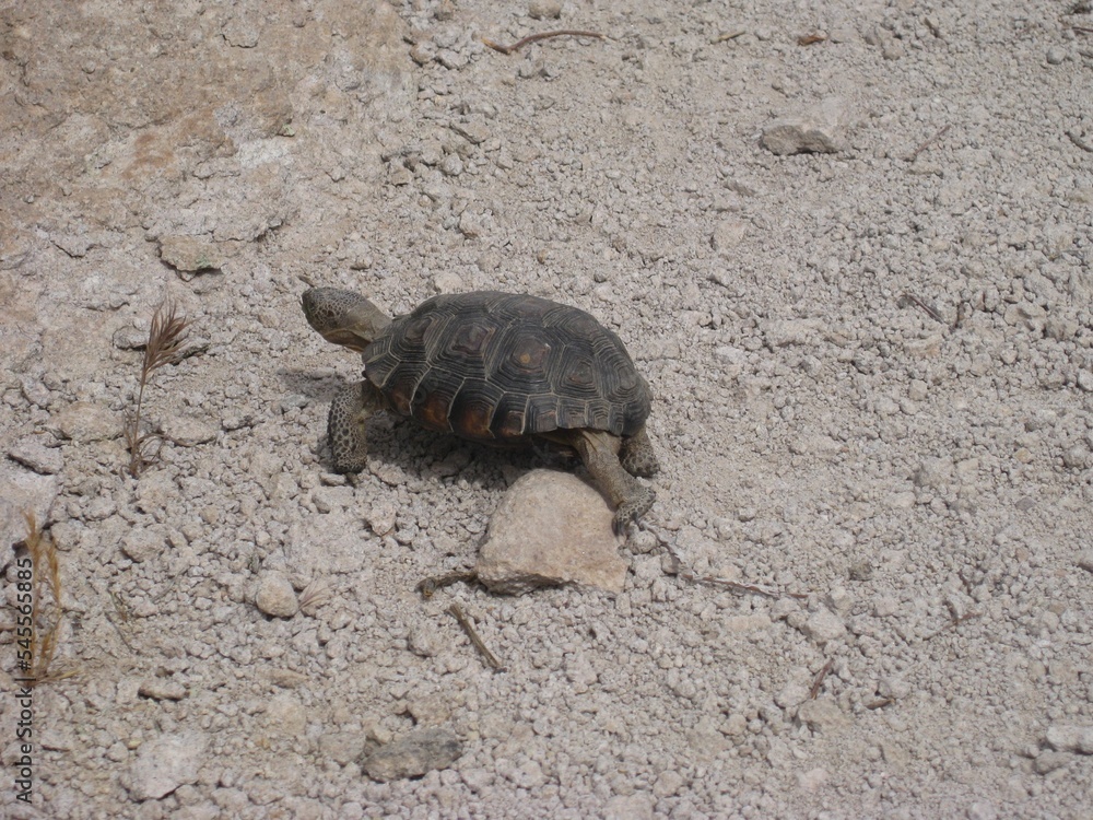 Fototapeta premium Adorable Desert Tortoise Stumbling Over a Rock