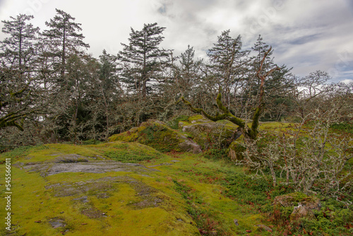 landscape of Christmas Hill, Vancouver Island