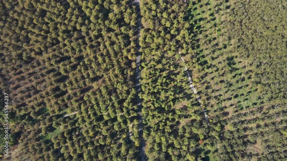 Aerial view of a road crossing the forest with Chestnuts trees on Terminio mountain in autumn, Avellino, Irpinia, Campania, Italy.