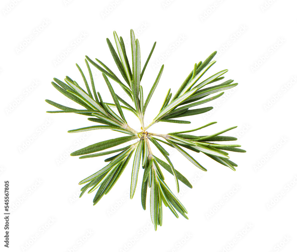 Rosemary isolated on transparent png Rosemary isolated on transparent png