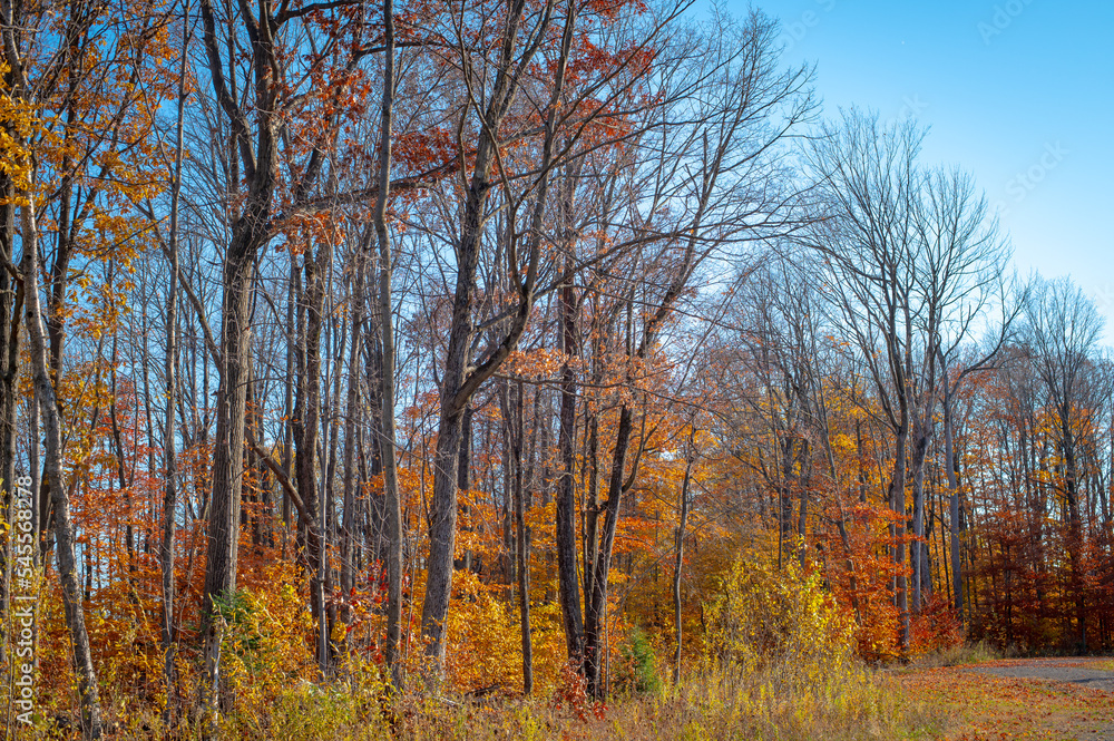 Autumn leaves