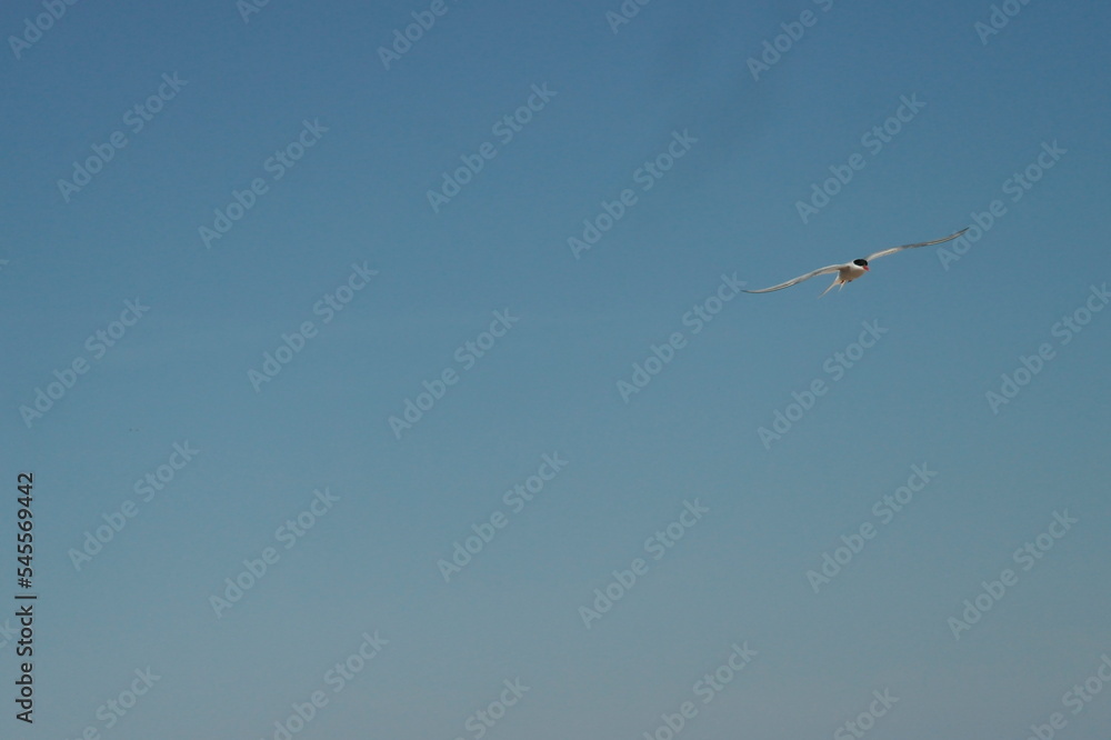 flying terns against the blue sky flying terns against the blue sky