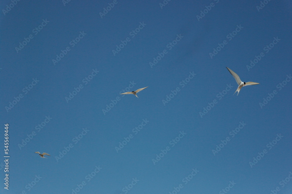 flying terns against the blue sky