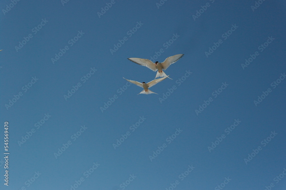 flying terns against the blue sky