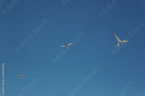 flying terns against the blue sky