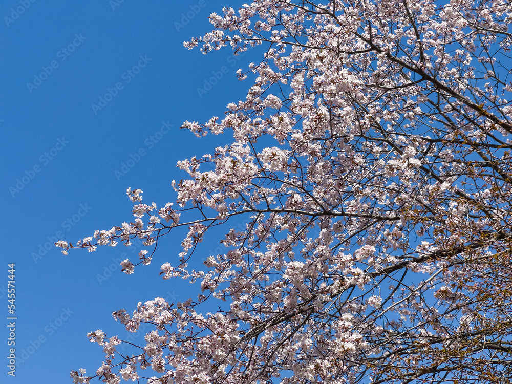 blue sky and cherry tree
