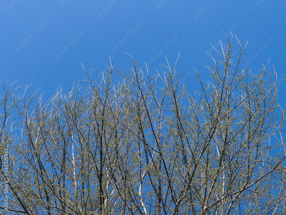 Spring trees with new shoots Spring trees with new shoots