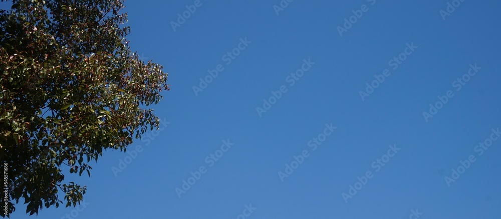 Fototapeta premium Clear blue sky for background