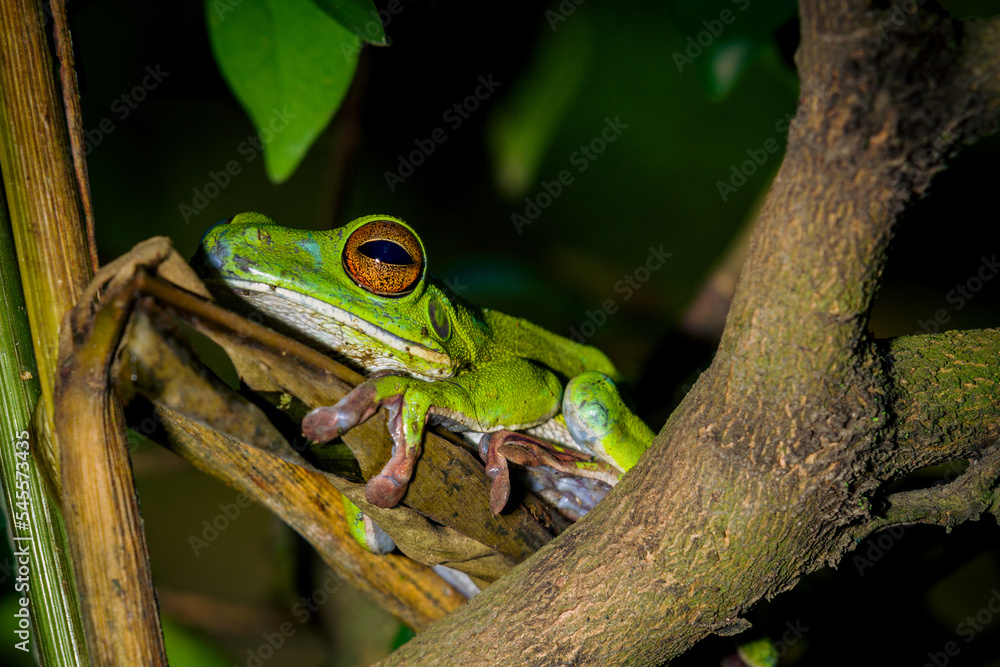 White lipped tree frog on branch, tree frog on branch, animal closeup White lipped tree frog on branch, tree frog on branch, animal closeup