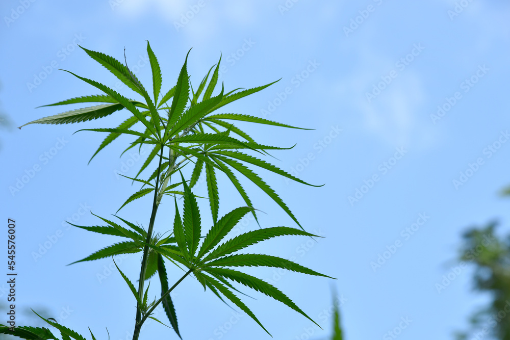 Cannabis plants grow on the field against the sky in summer on a sunny day