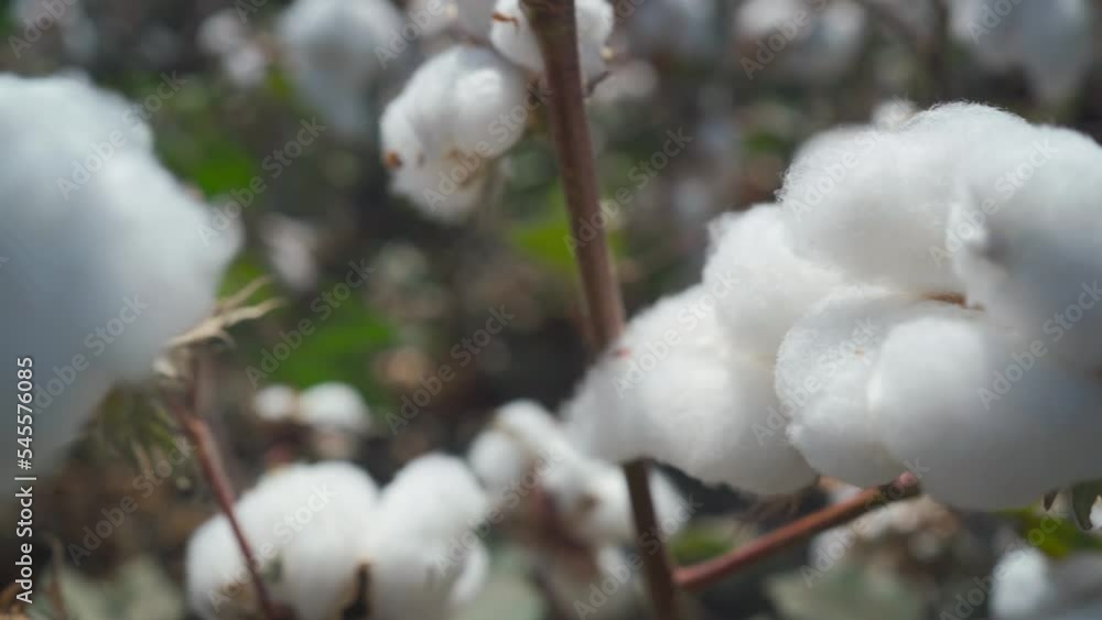Close-up of ripe cotton balls on a branch Close-up of ripe cotton balls on a branch