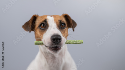 Jack Russell Terrier dog holding a rawhide toothpick in his teeth. © Михаил Решетников
