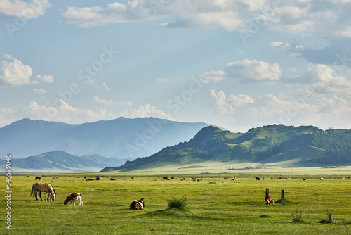 animals on a green alpine pasture
