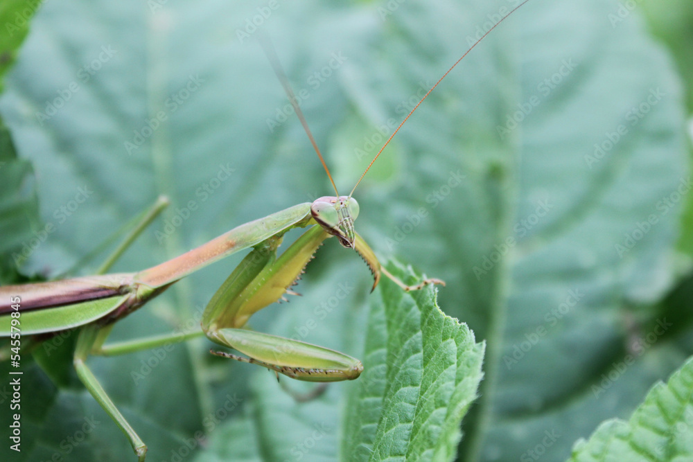 Naklejka premium green praying mantis