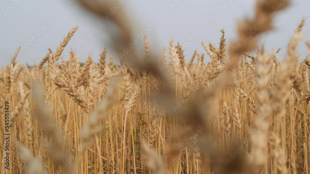 Close-up ripe ears of wheat slowly swaying from wind, selective focus. Wheat field against a cloudy sky. Golden meadows before harvest. Close-up ripe ears of wheat slowly swaying from wind, selective focus. Wheat field against a cloudy sky. Golden meadows before harvest.