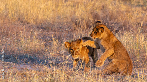 Young lions play fight in the wild