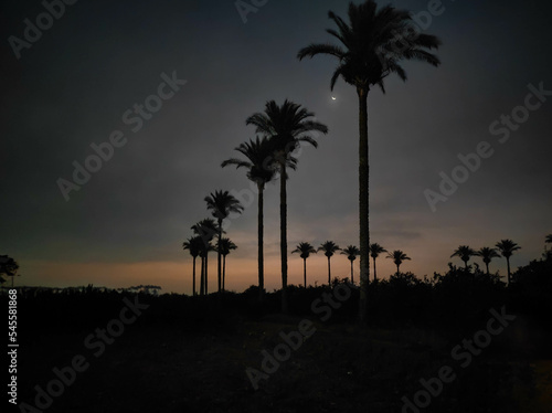 palm trees at sunset © عبدالرحمن امين