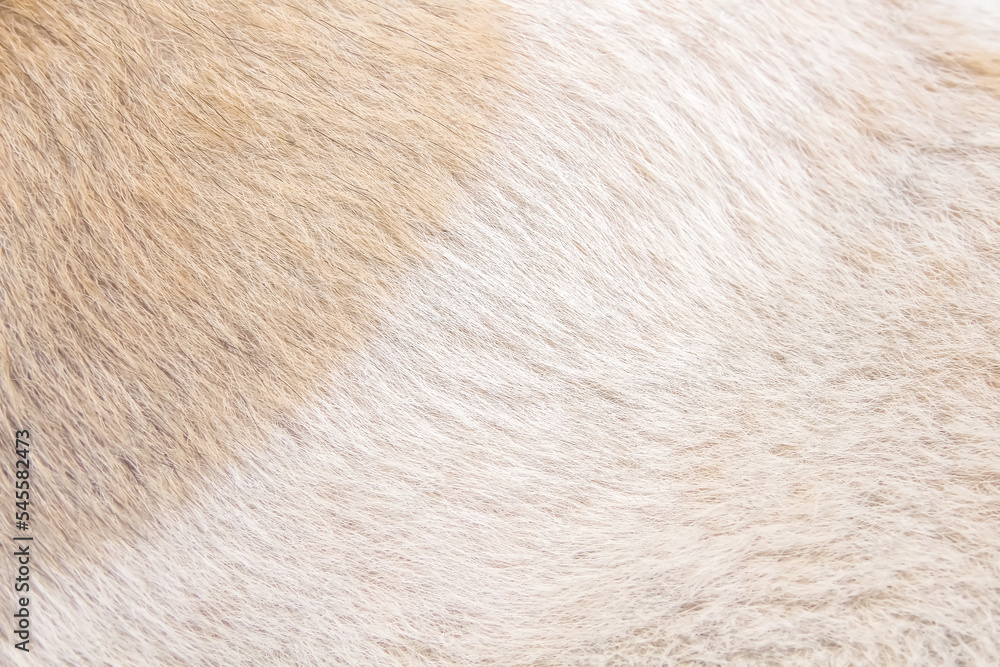 Fur dog texture white light brown background or animal hair bright