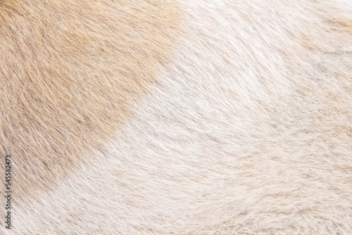 Fur dog texture white light brown background or animal hair bright