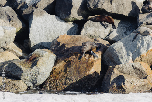 Group of seals sitting on rocks at Narooma 