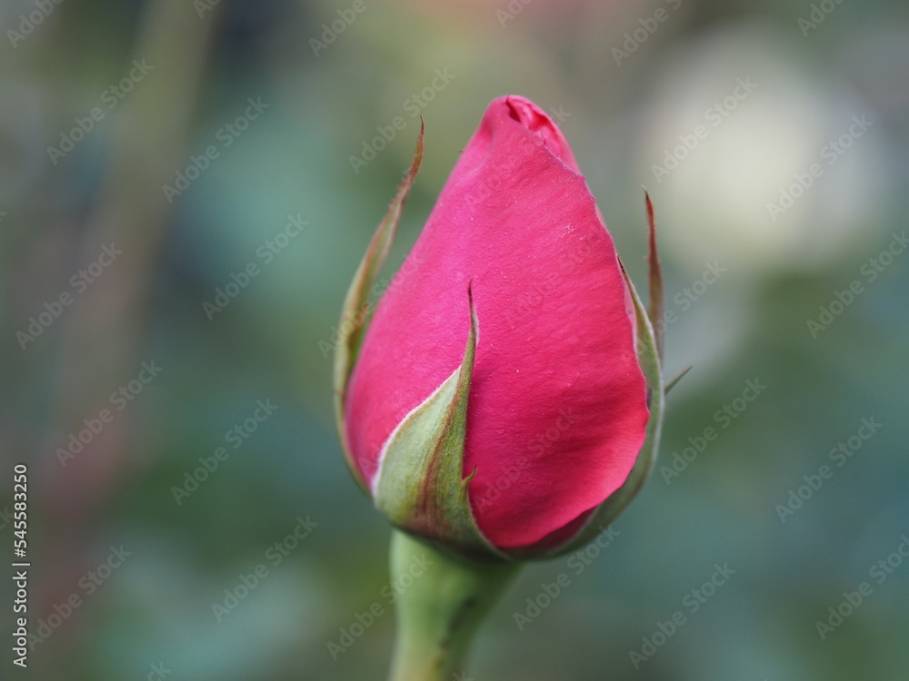 薔薇 薔薇