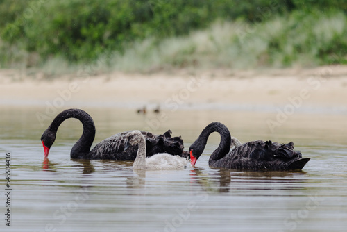 Pair of adult Black Swans with their baby juvenile swans, swimming in at Lakes Entrance, Victoria  
