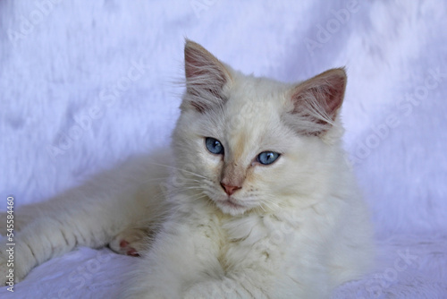 Red point ragdoll kitten cat lying on a white background