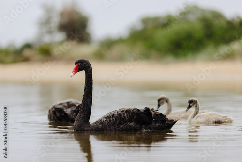 Pair of adult Black Swans with their baby juvenile swans, swimming in at Lakes Entrance, Victoria  