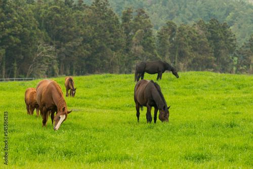 Fototapeta Naklejka Na Ścianę i Meble -  Horses are grazing on the grass on a small hill in Jeju, South Korea