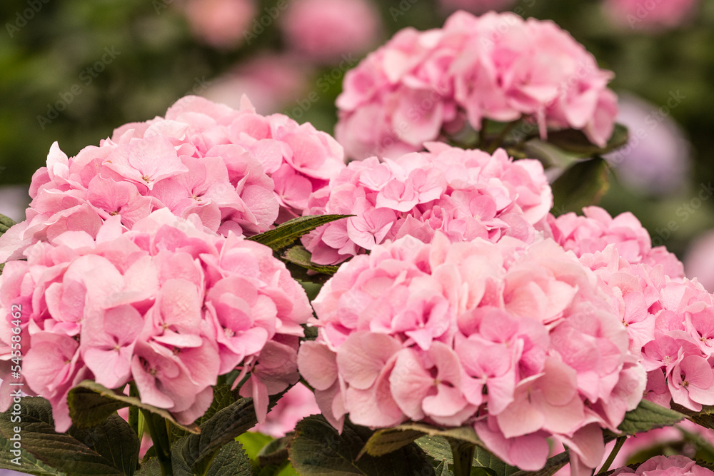 In Jeju Island, many hydrangeas bloom in April, and the flowers show their beauty in different colors.