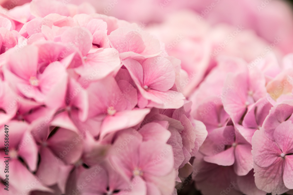 In Jeju Island, many hydrangeas bloom in April, and the flowers show their beauty in different colors. In Jeju Island, many hydrangeas bloom in April, and the flowers show their beauty in different colors.