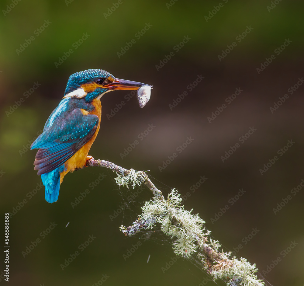 Fototapeta premium Female Kingfisher With Catch