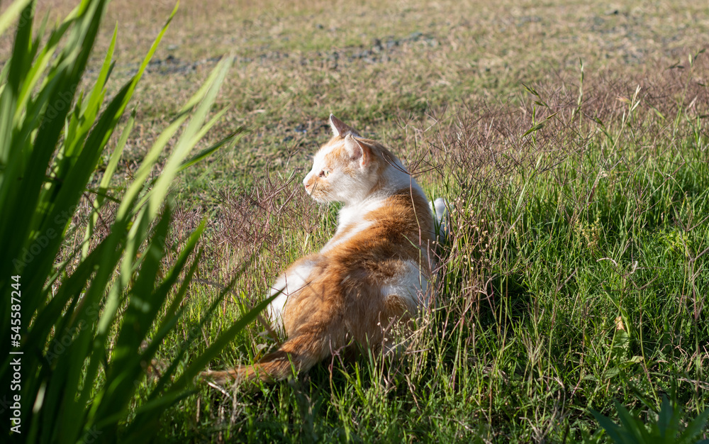 Obraz premium くつろぐ猫 茶白猫