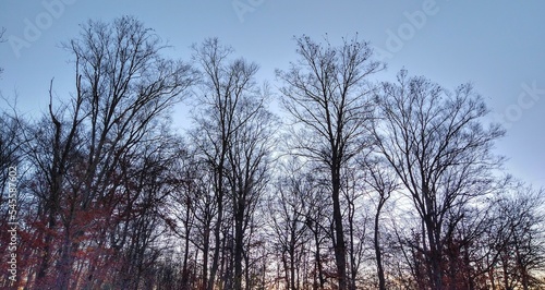 Fading Autumn Trees in Evening