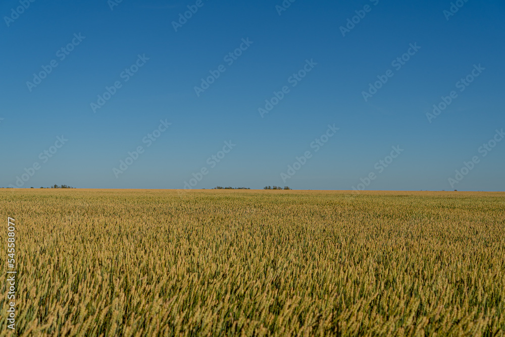golden wheat field golden wheat field