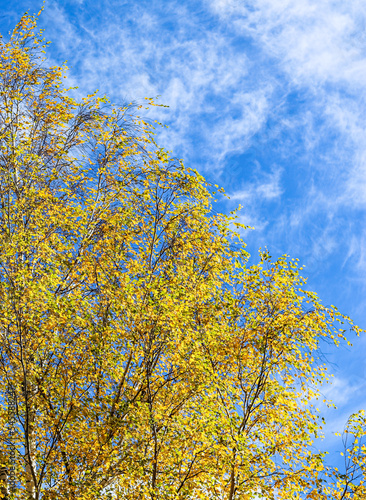 Autumn background. Bright yellow leaves on birch branches against blue sky