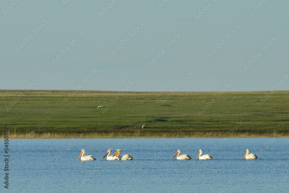 flock of pelicans on the lake